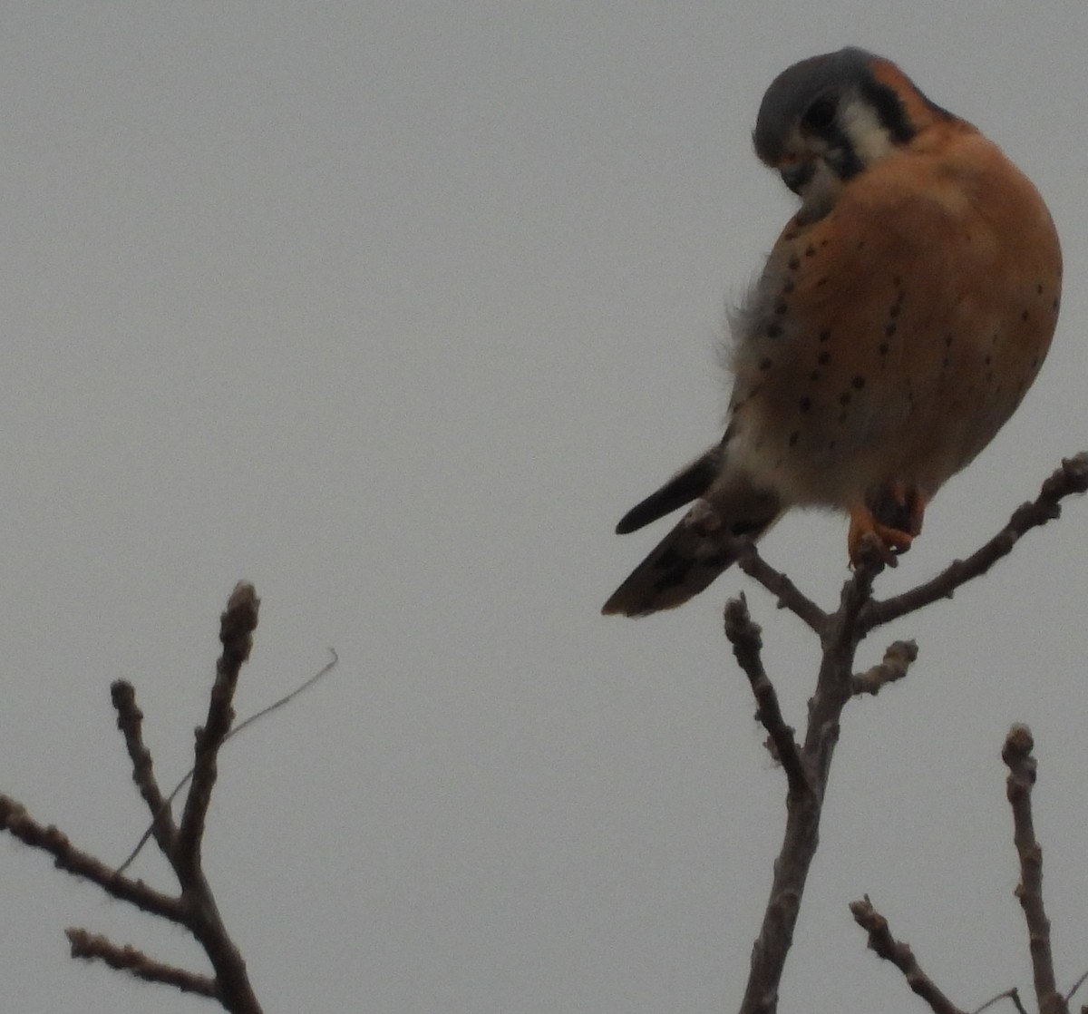 American Kestrel - ML645821050