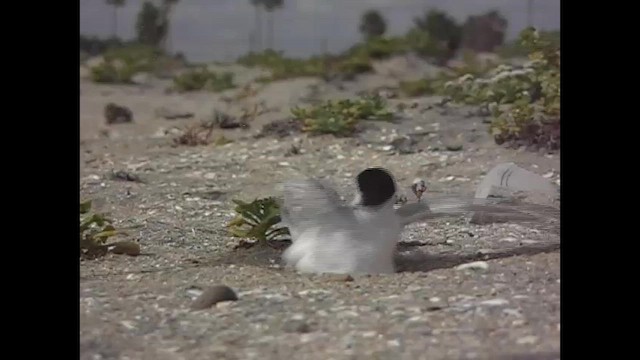 Крячок чорнодзьобий - ML645821055