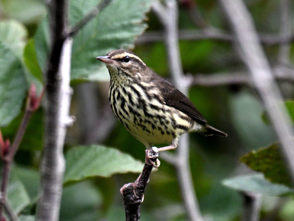 Northern Waterthrush - ML645821056