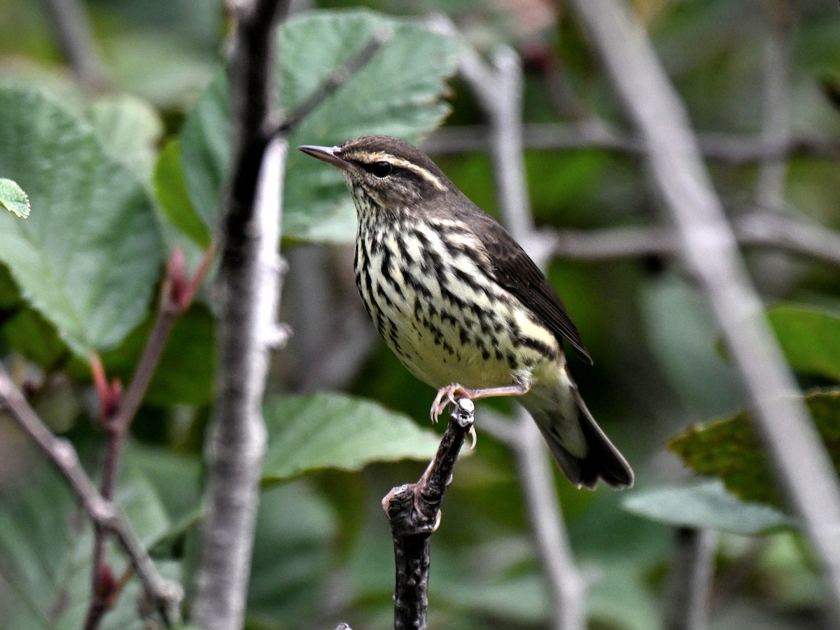 Northern Waterthrush - ML645821057
