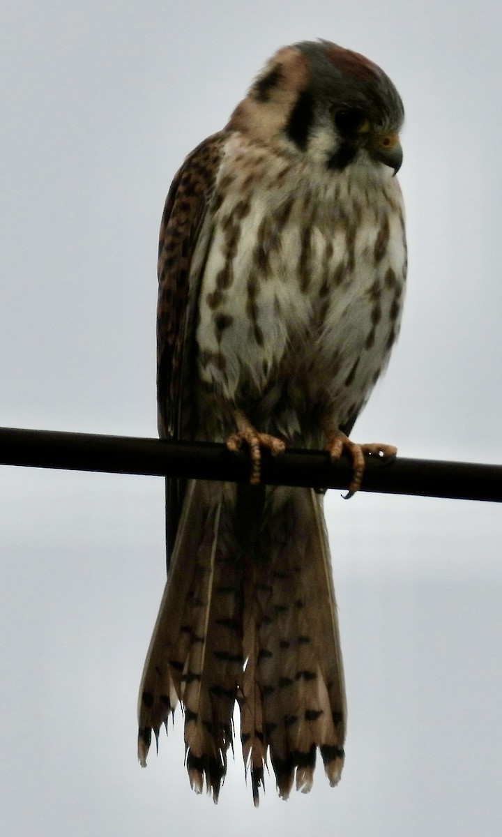 American Kestrel - ML645821063