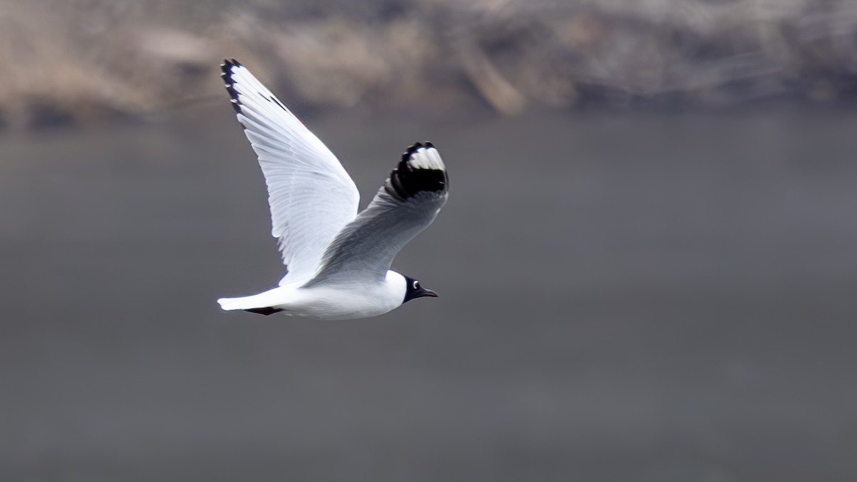 Mouette des Andes - ML645821080