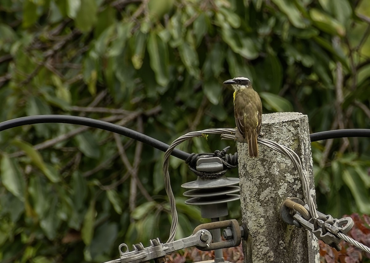 Pabuç Gagalı Tiran - ML645821081