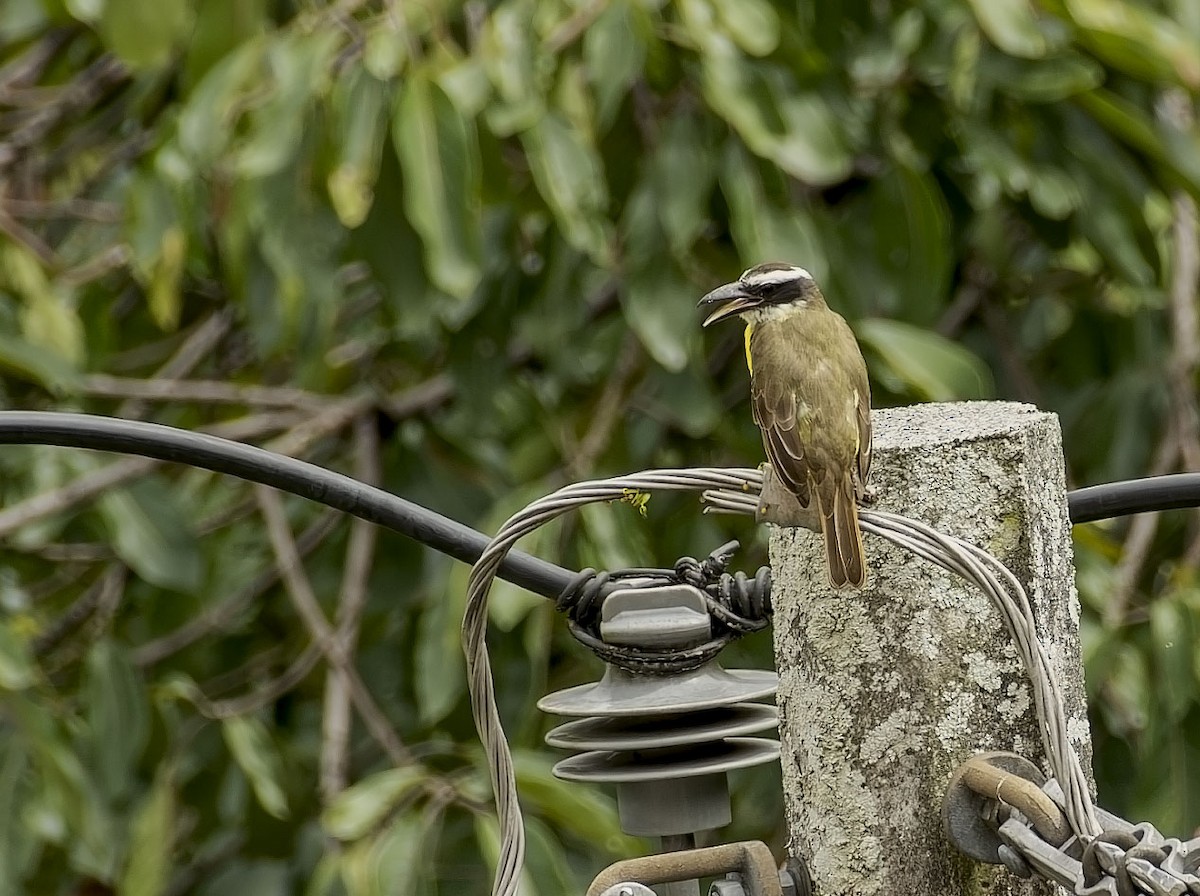 Pabuç Gagalı Tiran - ML645821082