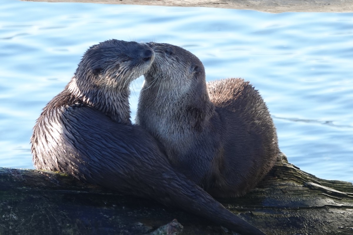 Animals - ML645821090