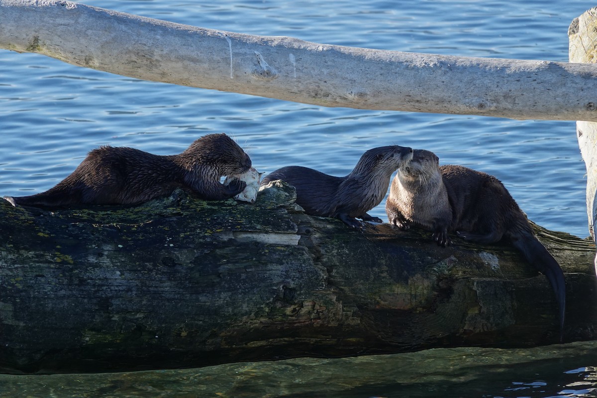 Animals - ML645821091