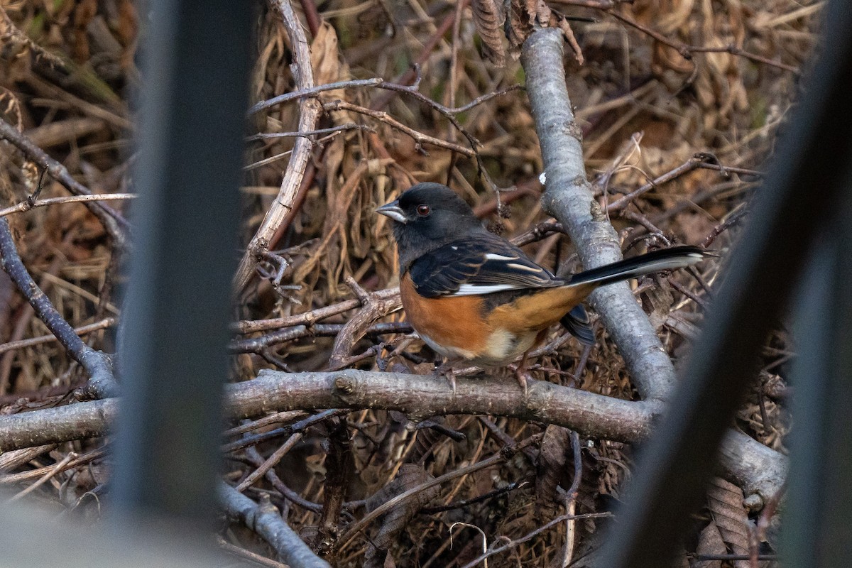 Eastern Towhee - ML645821092