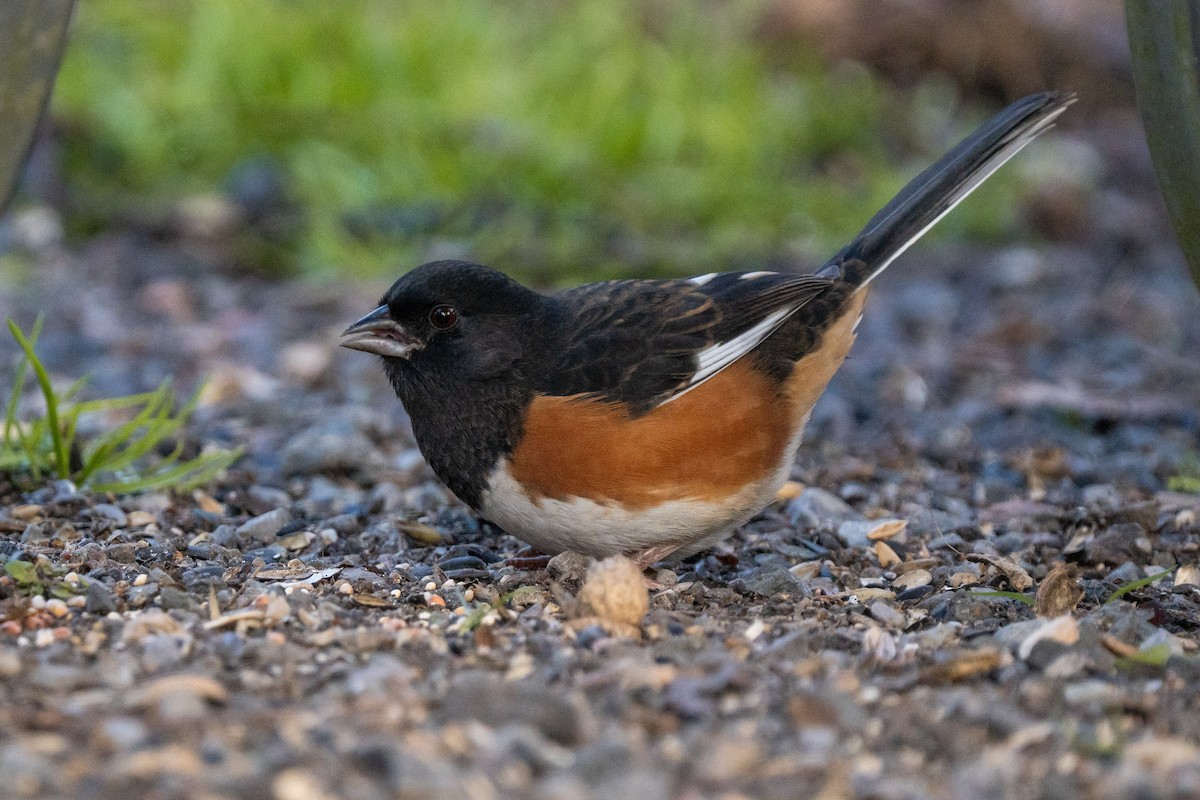 Eastern Towhee - ML645821093