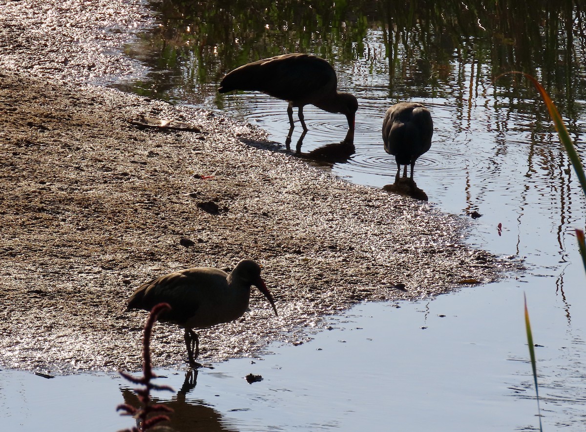 Hadada Ibis - ML645821094