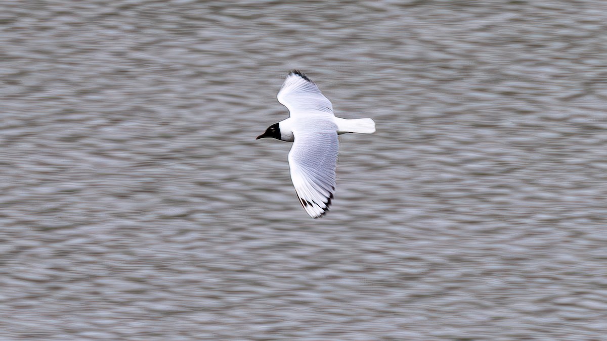Mouette des Andes - ML645821097