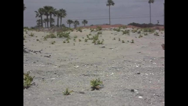 Крячок чорнодзьобий - ML645821114