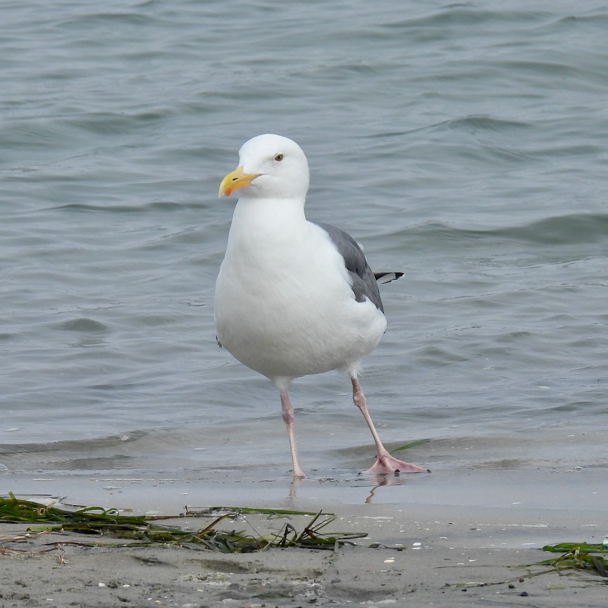 Western Gull - ML645821122