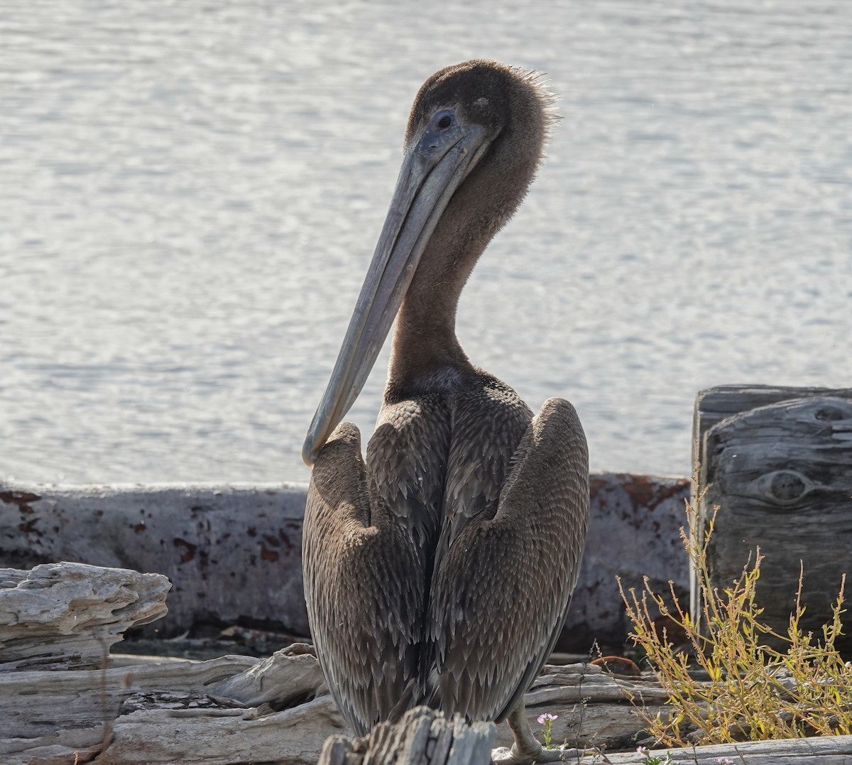 Brown Pelican (California) - ML645821130