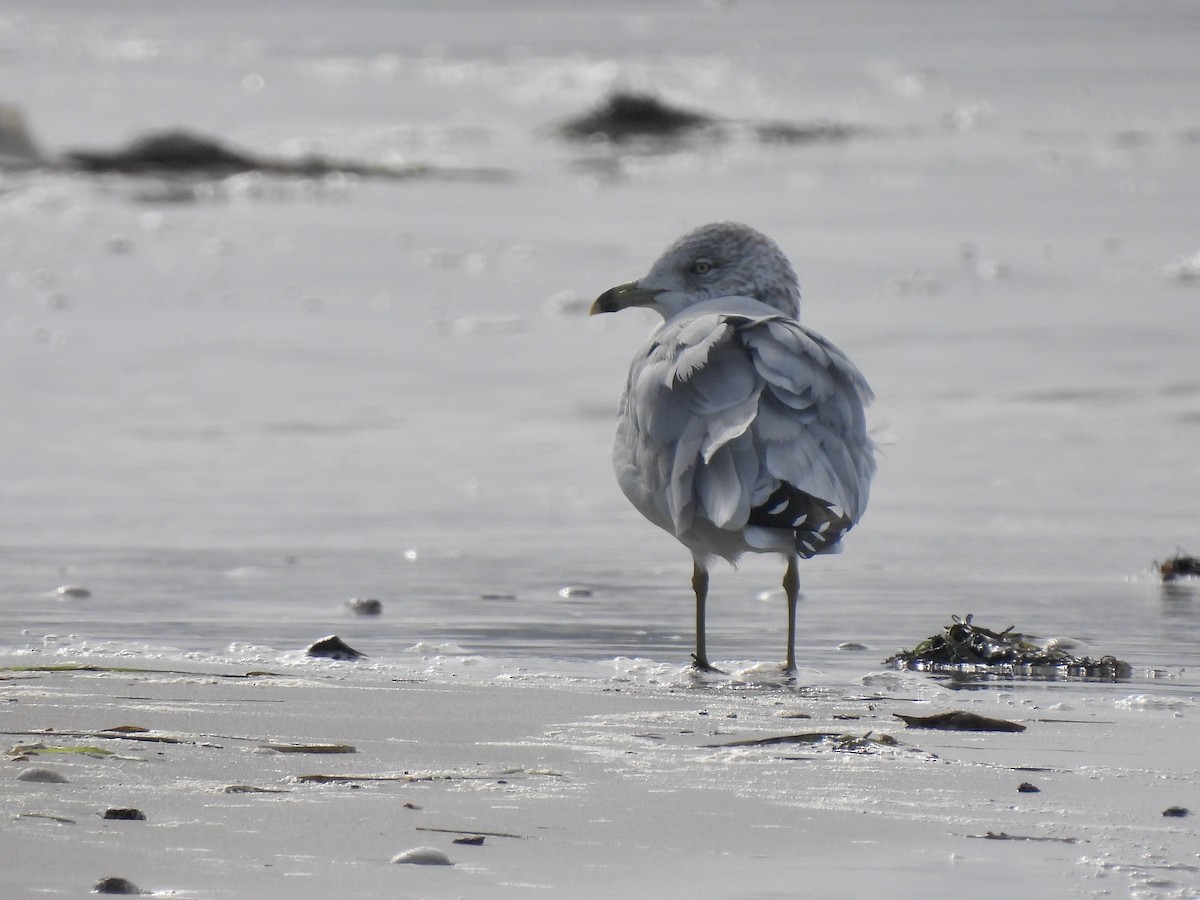 Ring-billed Gull - ML645821131