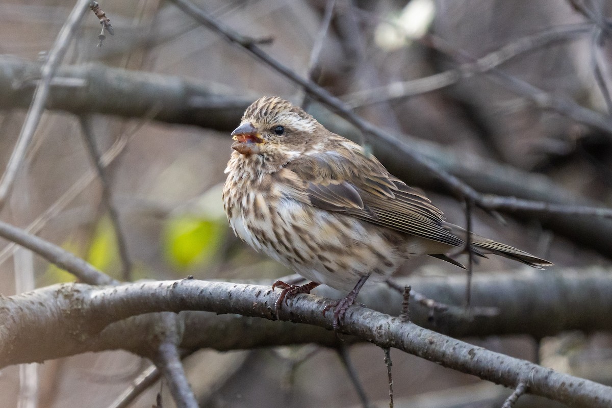 Purple Finch - ML645821135