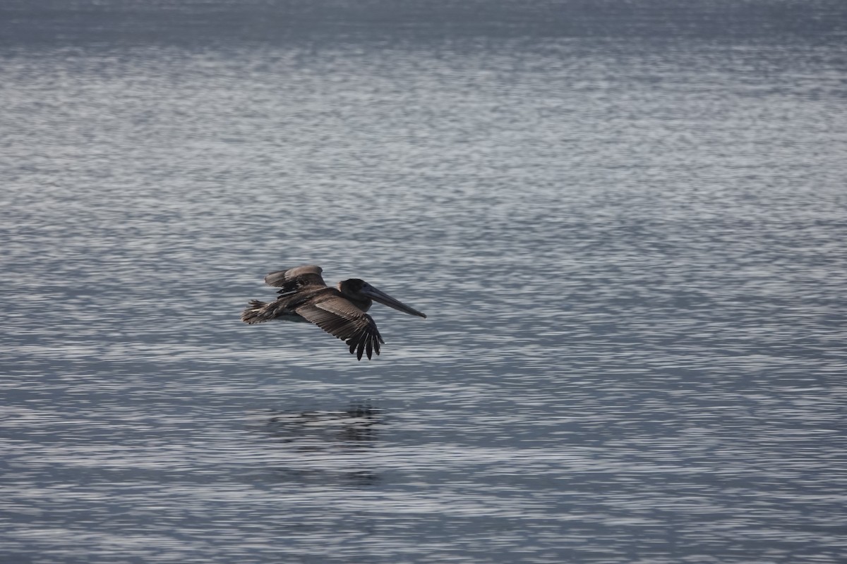 Brown Pelican (California) - ML645821136