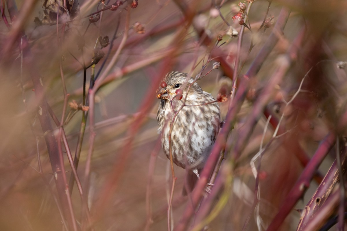 Purple Finch - ML645821137