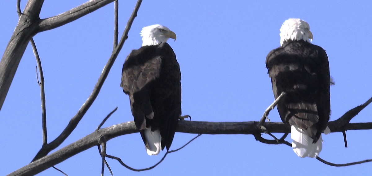 Pygargue à tête blanche - ML645821144