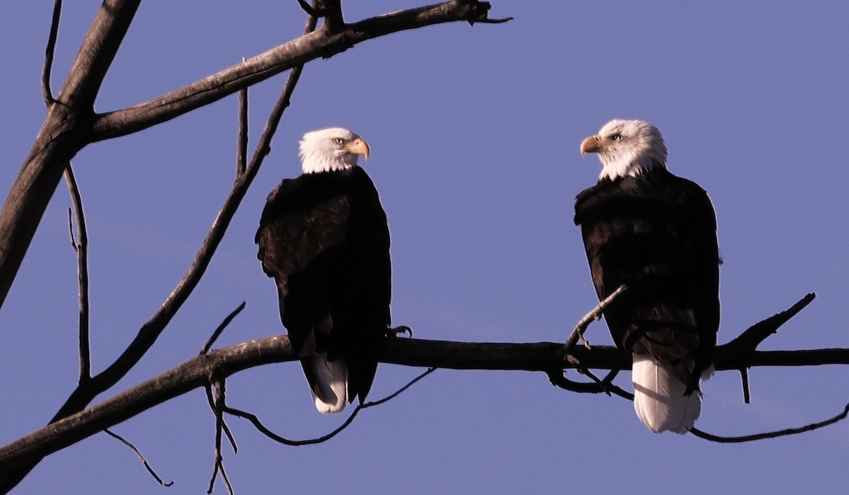 Pygargue à tête blanche - ML645821146