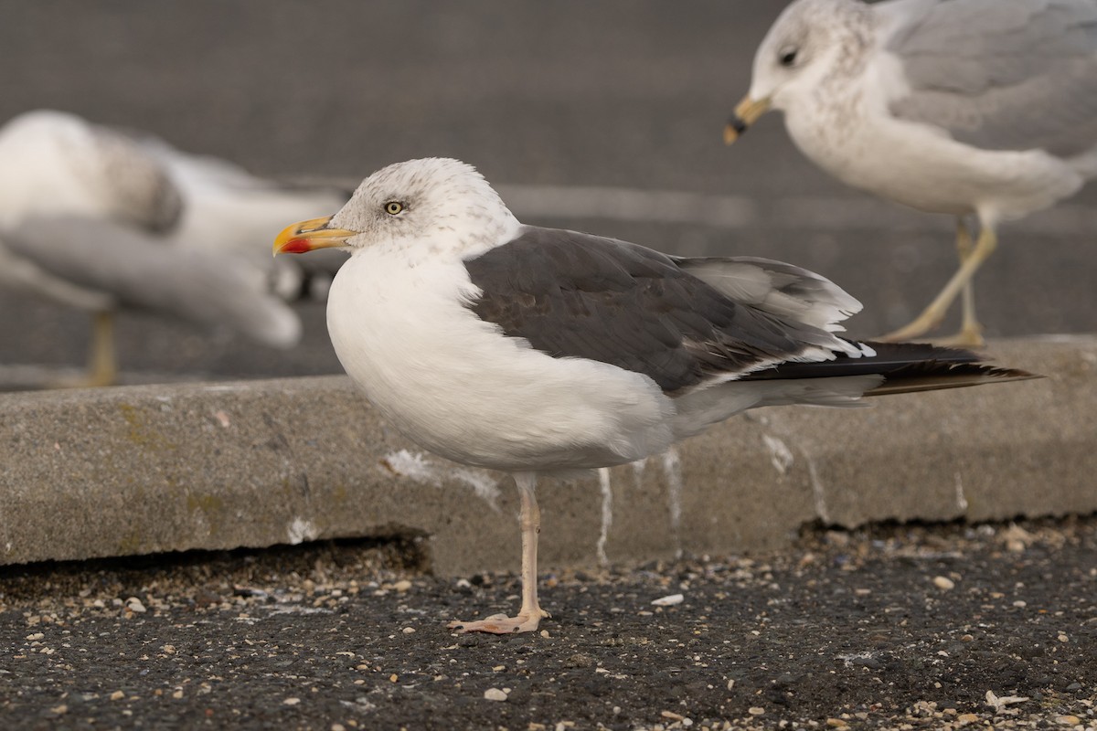 Zafferano - ML645821149