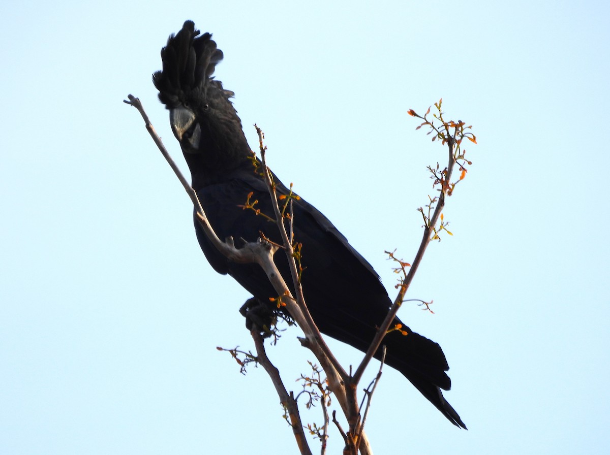 Red-tailed Black-Cockatoo - ML645821157