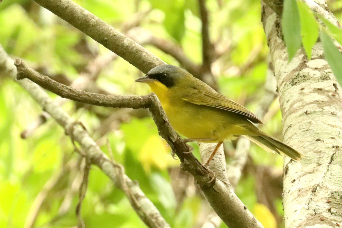Southern Yellowthroat - ML645821163