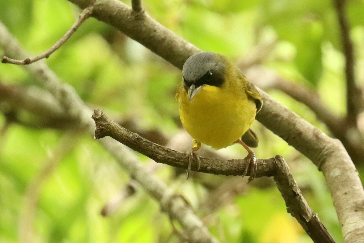 Southern Yellowthroat - ML645821164