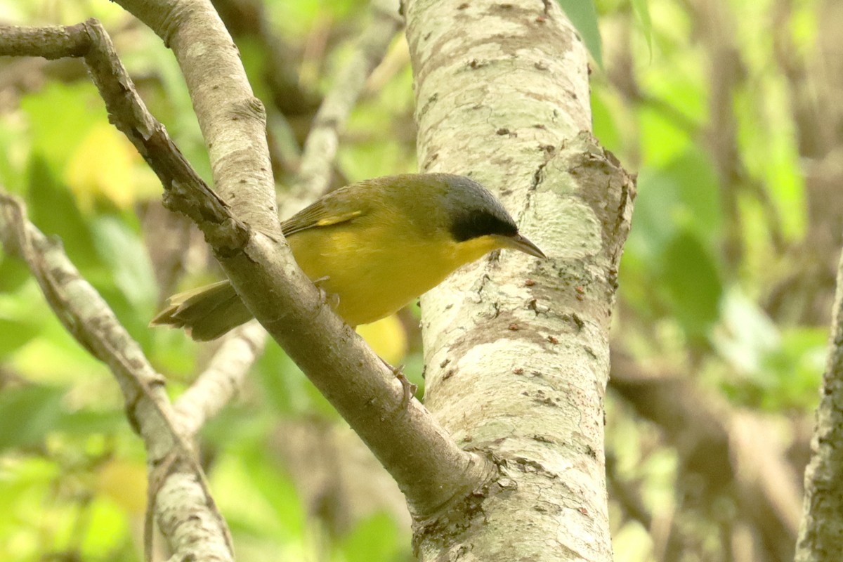 Southern Yellowthroat - ML645821175