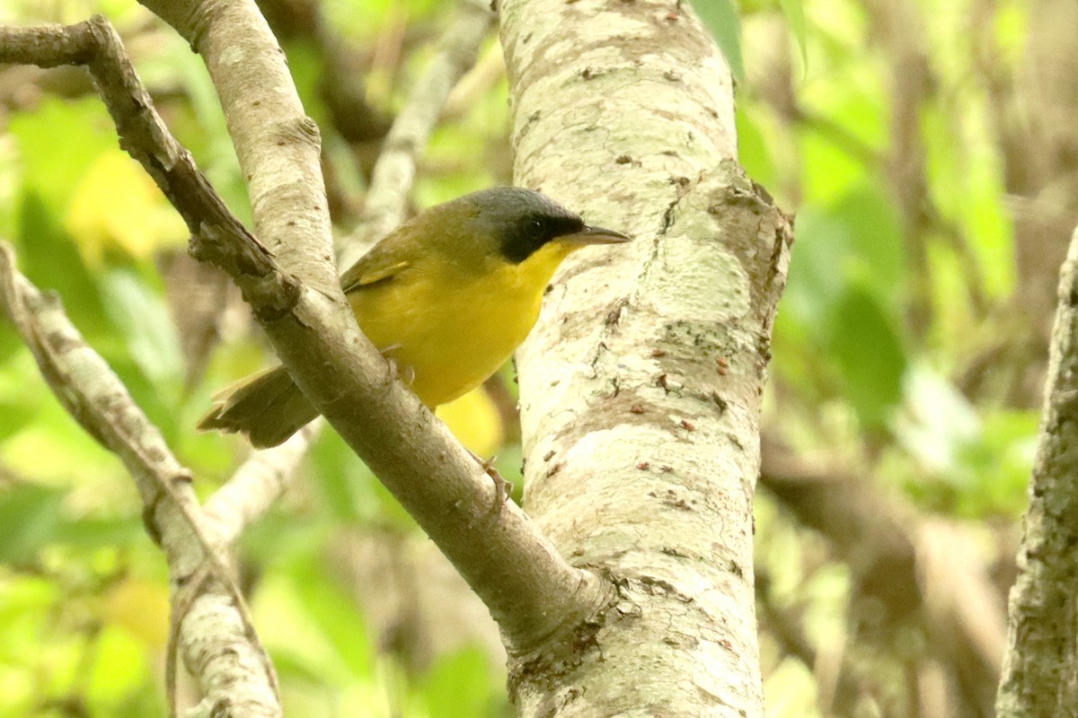 Southern Yellowthroat - ML645821176
