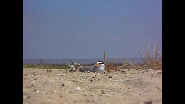 Крячок чорнодзьобий - ML645821185