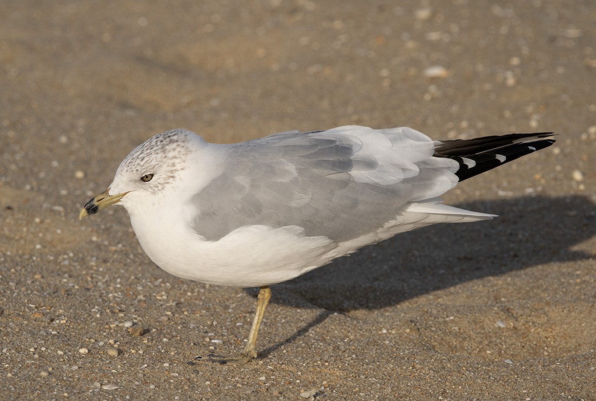 Ring-billed Gull - ML645821200