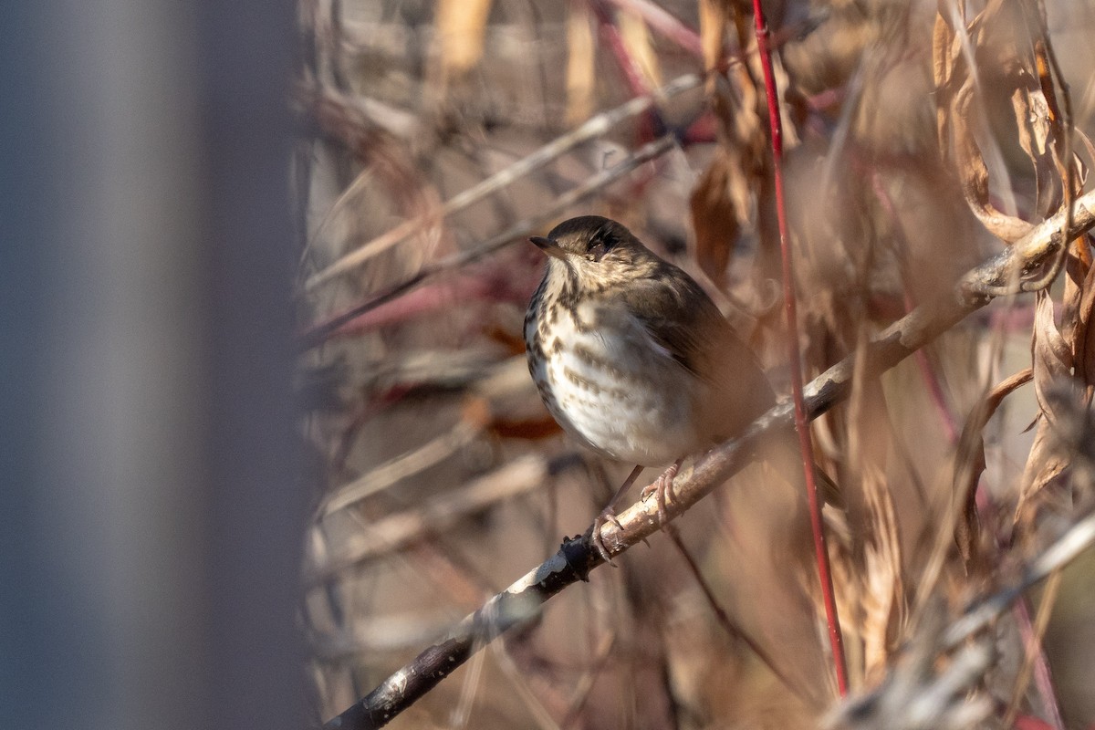 Hermit Thrush - ML645821202