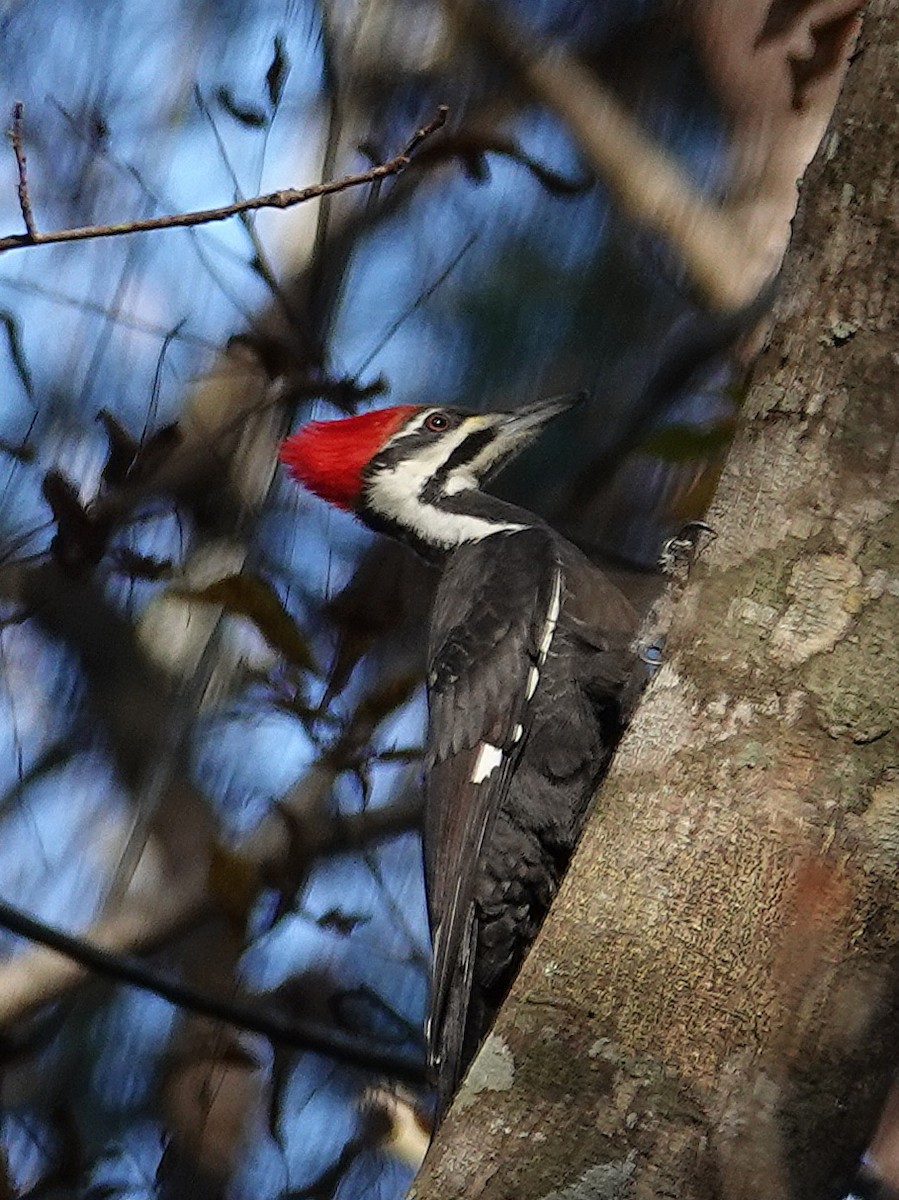 Жовна північна - ML645821210