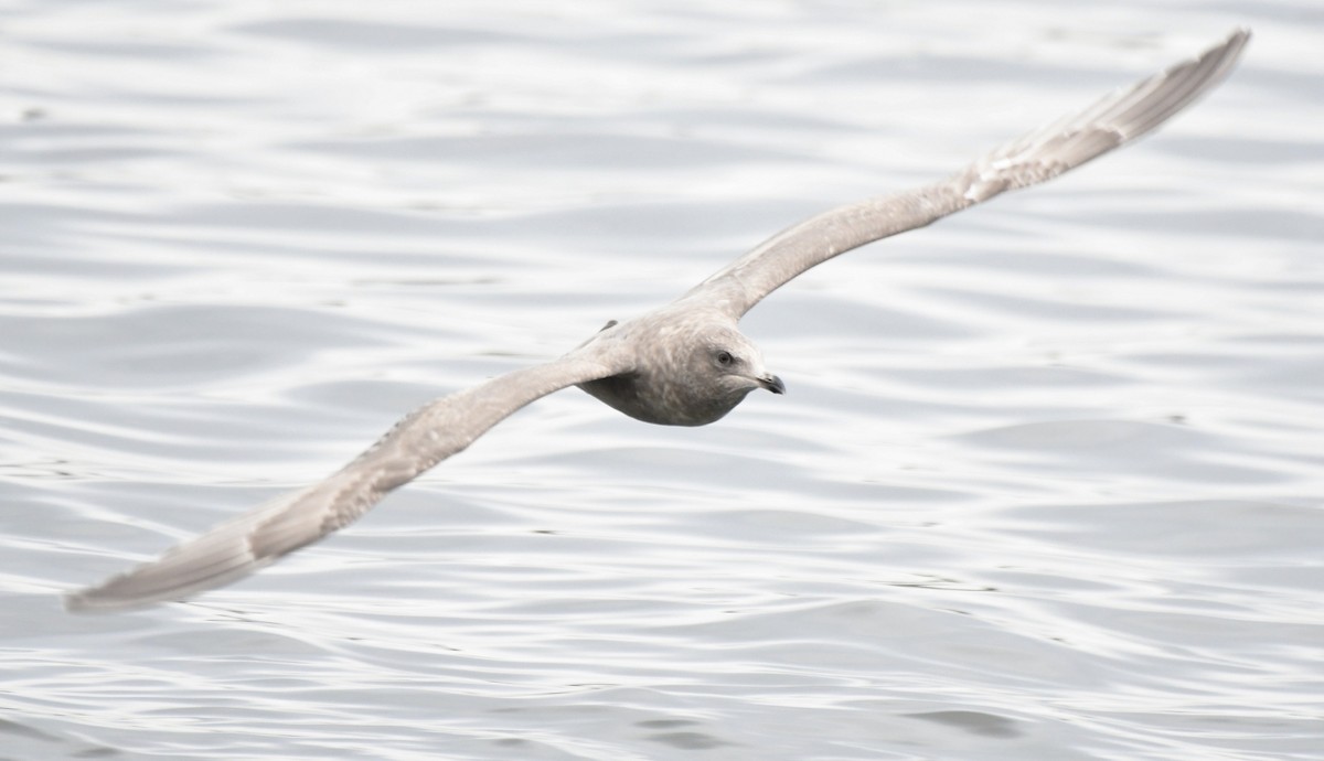 Iceland Gull (Thayer's) - ML645821214