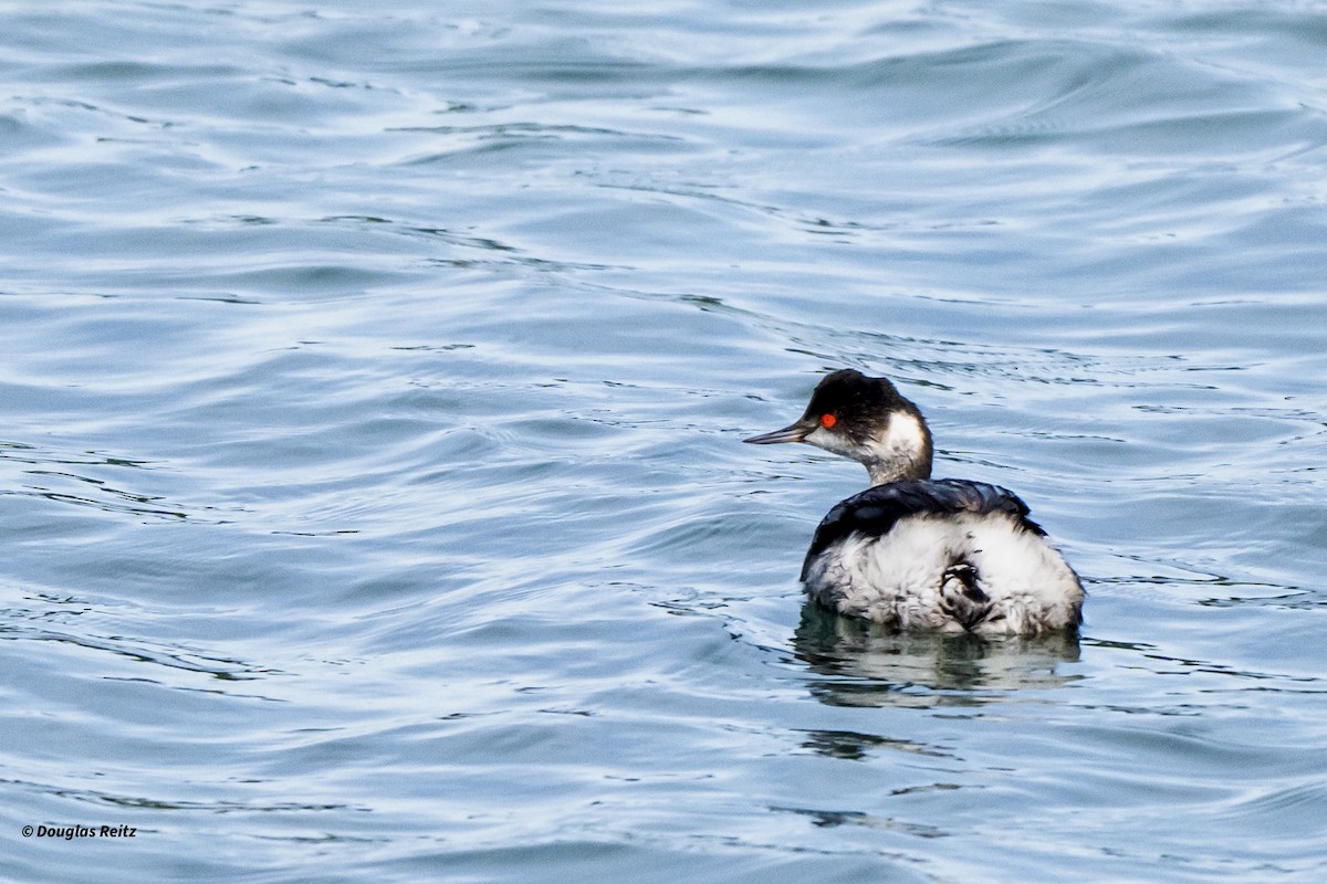 Eared Grebe - ML645821219