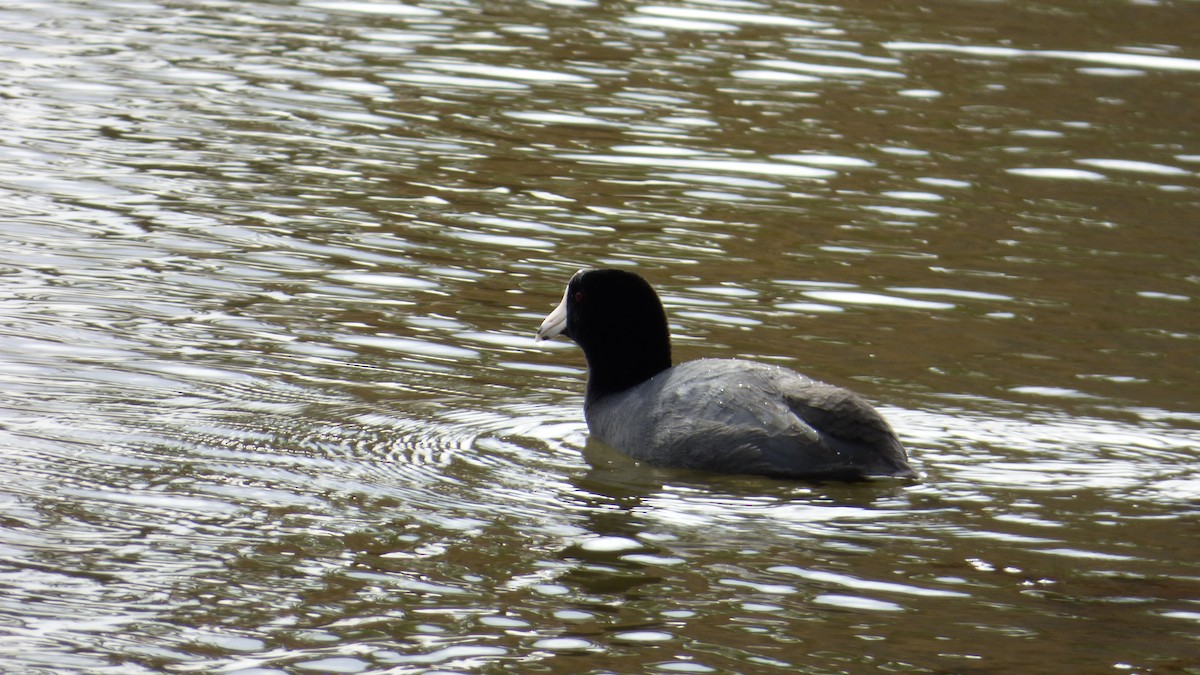 American Coot - ML645821227