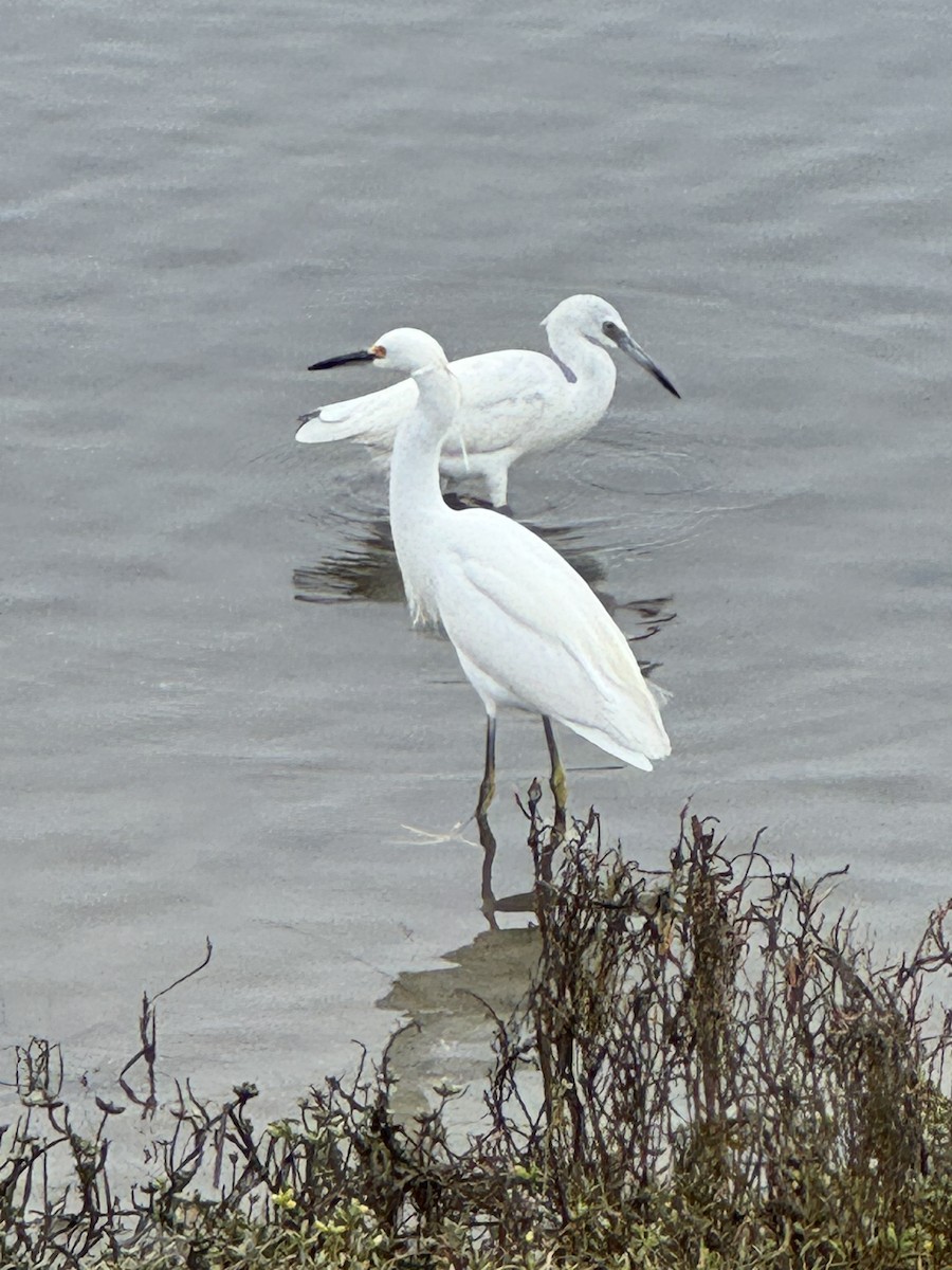 Little Blue Heron - ML645821233