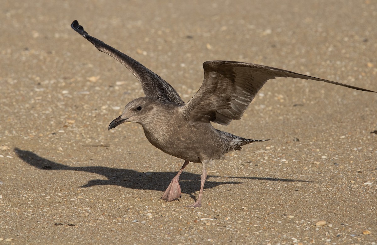 American Herring Gull - ML645821237
