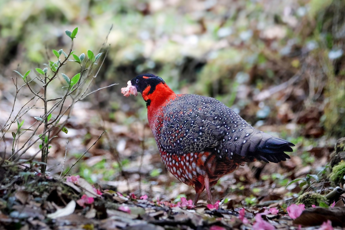 Satyr Tragopan - ML645821239