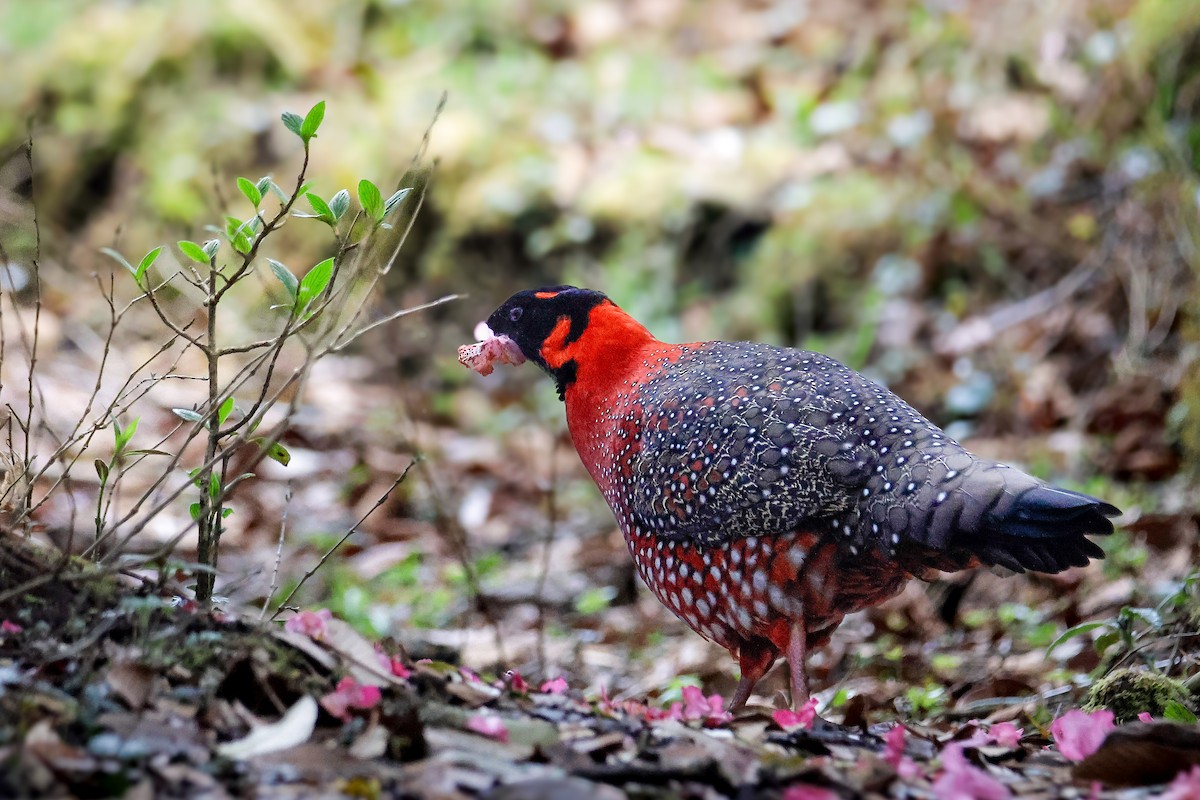 Satyr Tragopan - ML645821240
