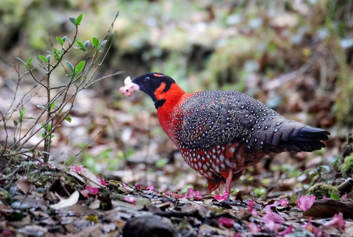 Satyr Tragopan - ML645821241