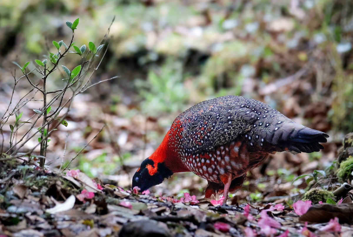 Satyr Tragopan - ML645821242