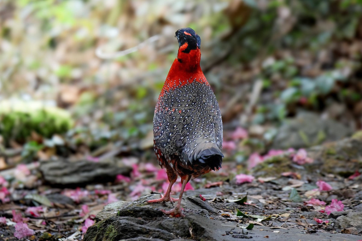 Satyr Tragopan - ML645821243