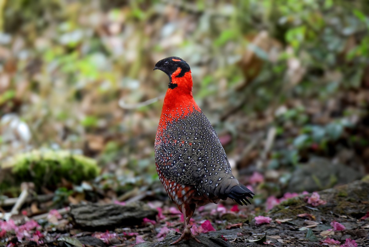 Satyr Tragopan - ML645821244