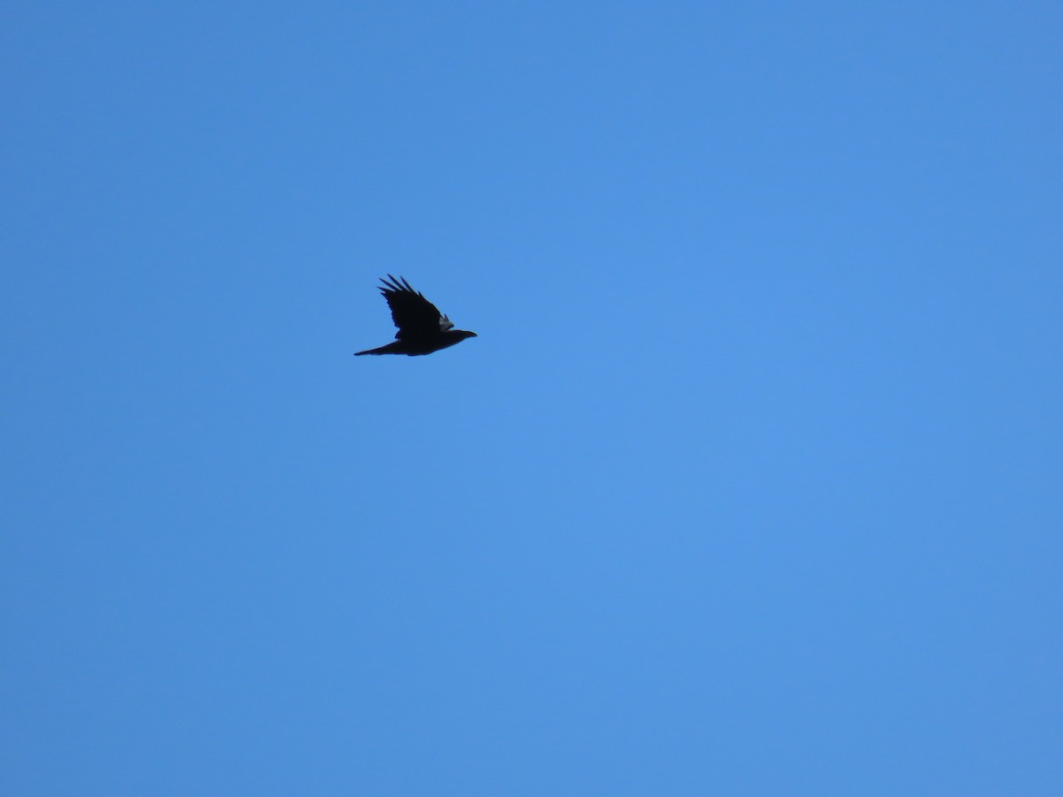 Corvo imperiale - ML645821248