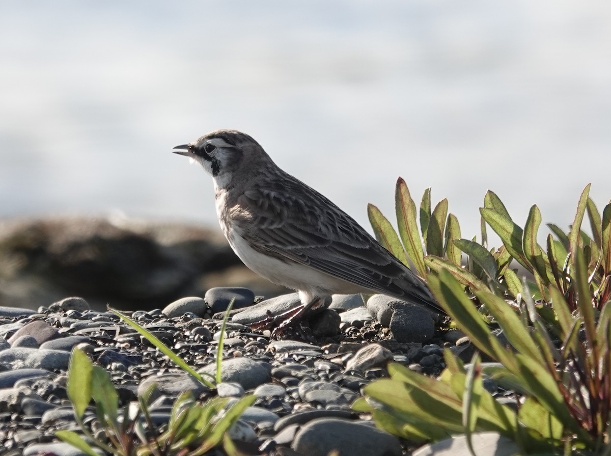 Эвэрт болжмор - ML645821249