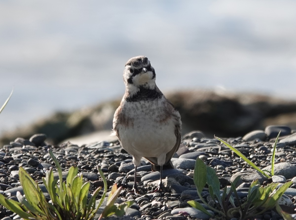 Эвэрт болжмор - ML645821251