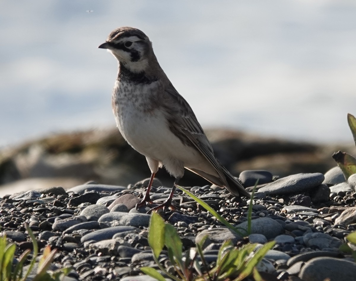 Эвэрт болжмор - ML645821252