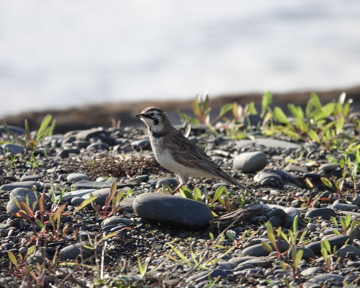 Эвэрт болжмор - ML645821253