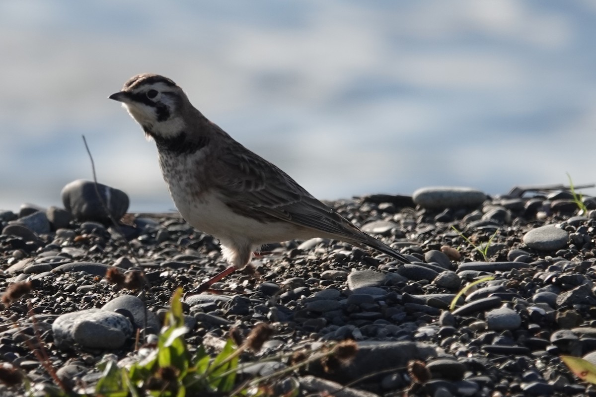 Эвэрт болжмор - ML645821254